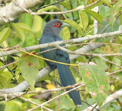 Chestnut-bellied Malkoha