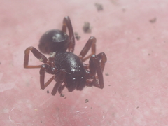 Oedignatha scrobiculata