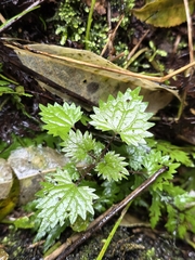author not stated, no rights reserved Urtica sykesii, photograph author not stated, no rights reserved