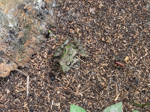 Blanchard's Cricket Frog