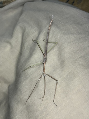 Cloudy Stick Insect