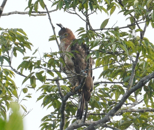 Wallace's Hawk-Eagle (Common)