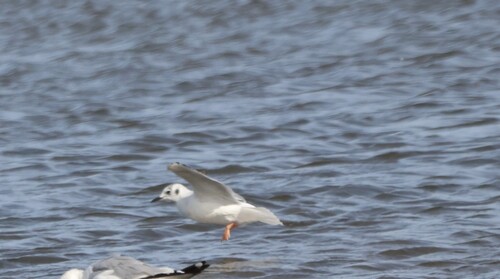 Bonaparte's Gull