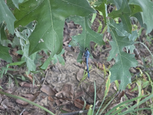Eastern Pondhawk