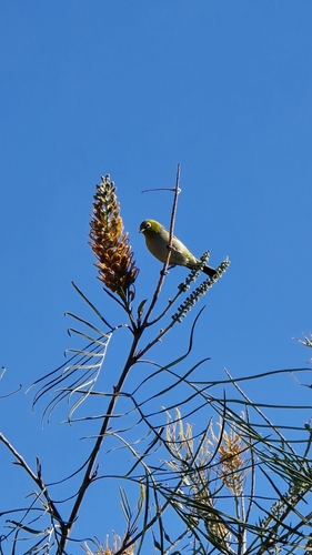Silvereye