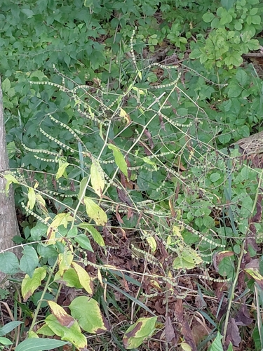 virginia stickseed