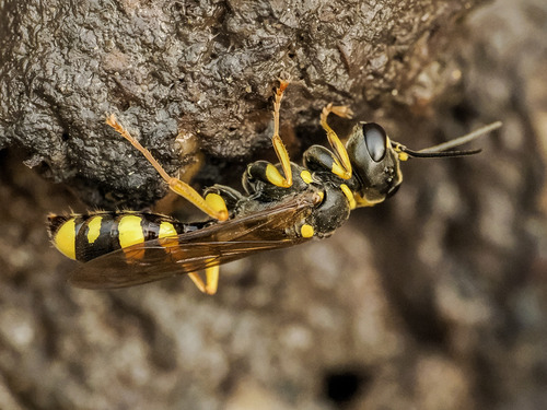 Field digger wasp