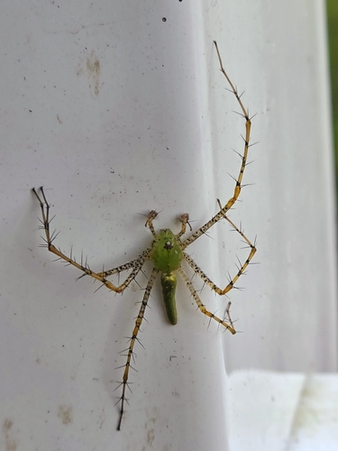 Green Lynx Spider