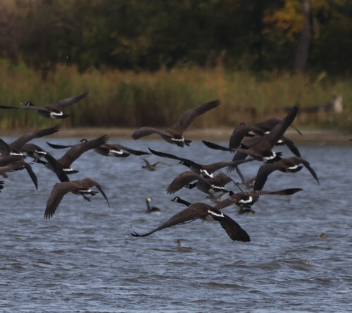 Canada Goose