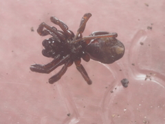 Oedignatha scrobiculata