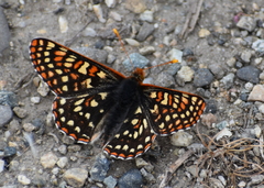Euphydryas anicia