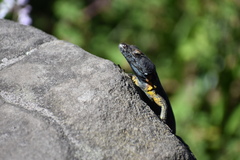 Pseudocordylus melanotus