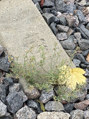 Chaenorhinum minus, photograph 4