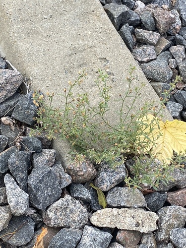 Chaenorhinum minus, photograph 5