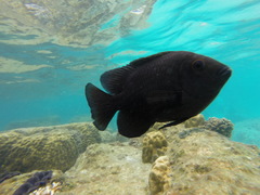 Hemiglyphidodon plagiometopon