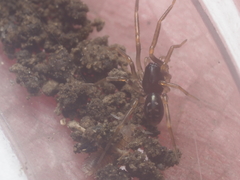 Oedignatha scrobiculata
