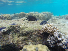 Hemiglyphidodon plagiometopon