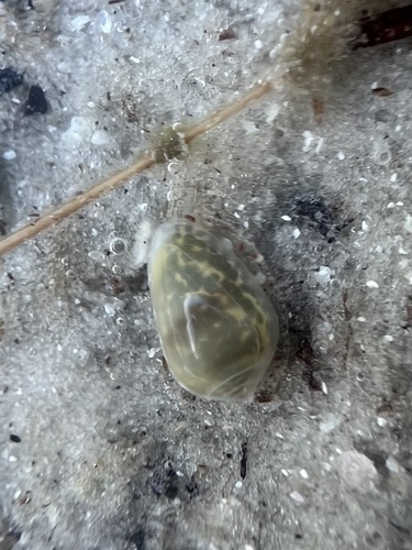 Marginella apicina observed 2026-09-19