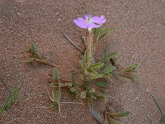 Silene lynesii