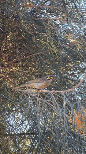 Yellow-faced Honeyeater