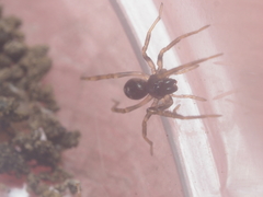 Oedignatha scrobiculata