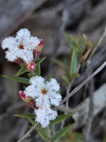 common beard-heath