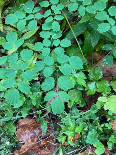 Thalictrum pubescens, photograph 3