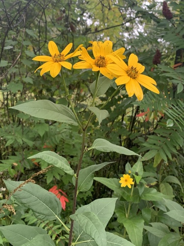 Jerusalem artichoke