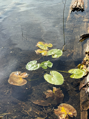 Nuphar polysepala
