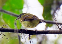 Mionectes striaticollis