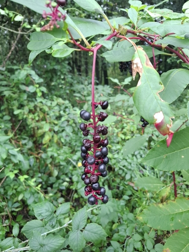 American pokeweed