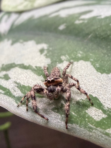 Tan Jumping Spider