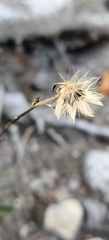 Hieracium sabaudum, photograph (c) Ondřej Křivan, some rights reserved (CC BY)