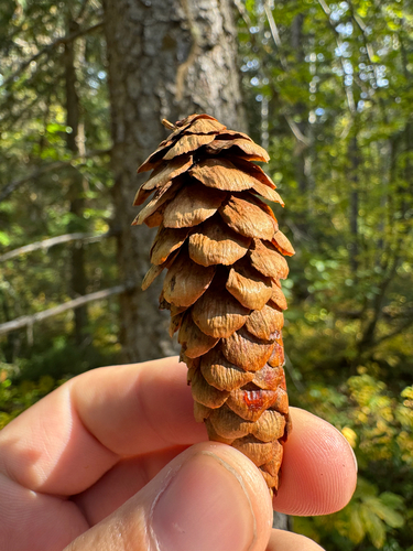 Western white spruce (Picea × albertiana)