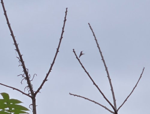 Ruby-throated Hummingbird