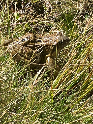 European Common Frog