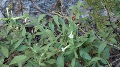 Nicotiana obtusifolia