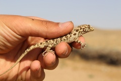 Tenuidactylus caspius