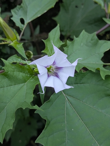 jimsonweed