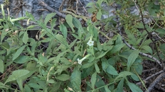 Nicotiana obtusifolia, photograph (c) L. Reid, some rights reserved (CC BY)