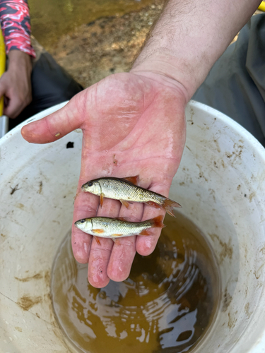 Western Creek Chubsucker