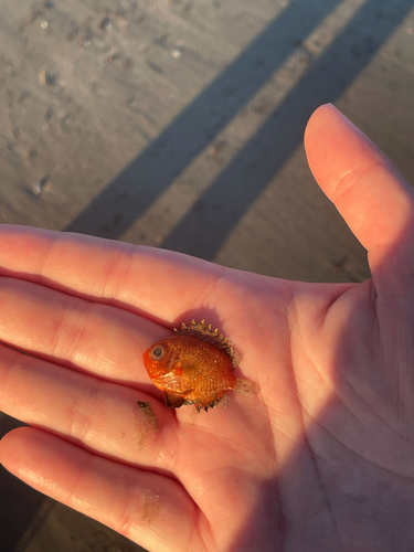 Short Bigeye