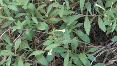 Nicotiana obtusifolia, photograph (c) L. Reid, some rights reserved (CC BY)