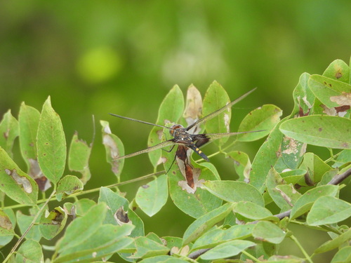 Black Saddlebags