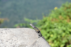 Pseudocordylus melanotus