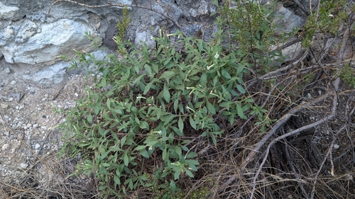 Nicotiana obtusifolia, photograph 3