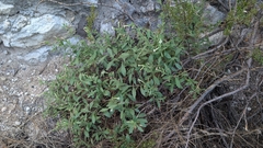 Nicotiana obtusifolia, photograph (c) L. Reid, some rights reserved (CC BY)