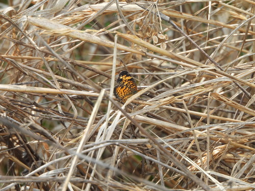 Pearl Crescent