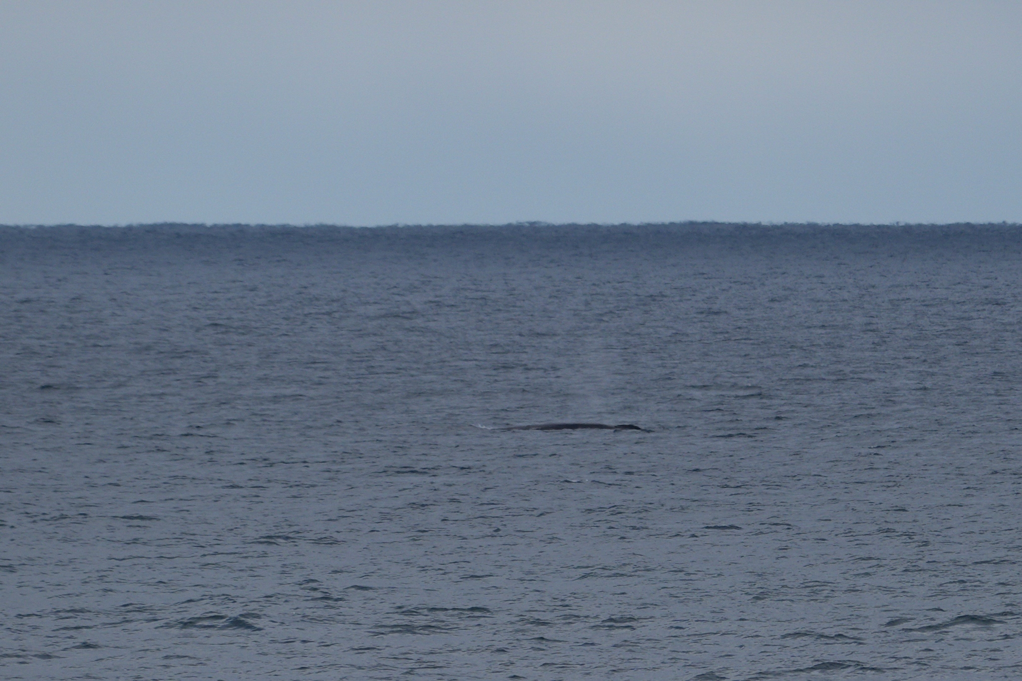 Balaenoptera physalus