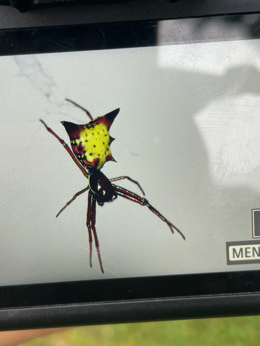 Arrow-shaped Orbweaver